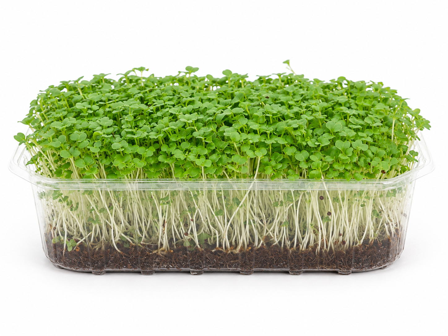 Mikroliście, microgreens