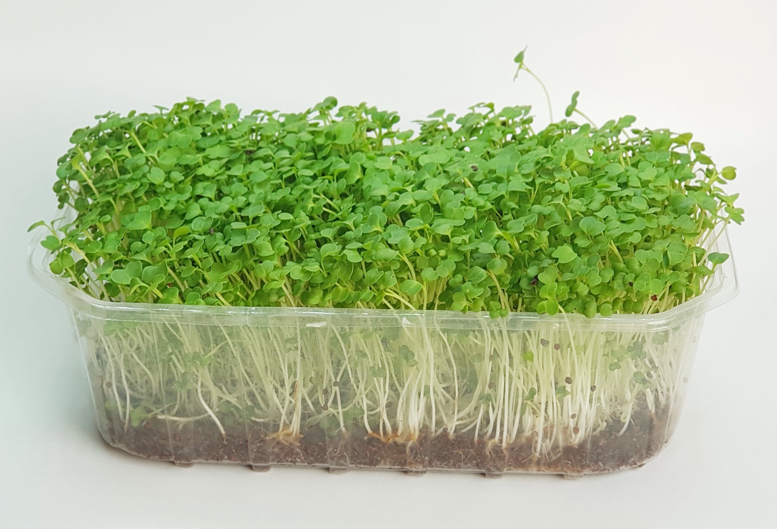 Mikroliście, microgreens