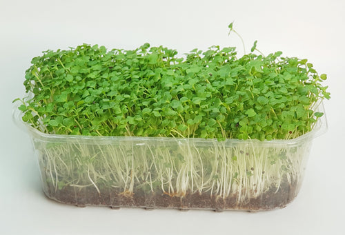 Mikroliście, microgreens