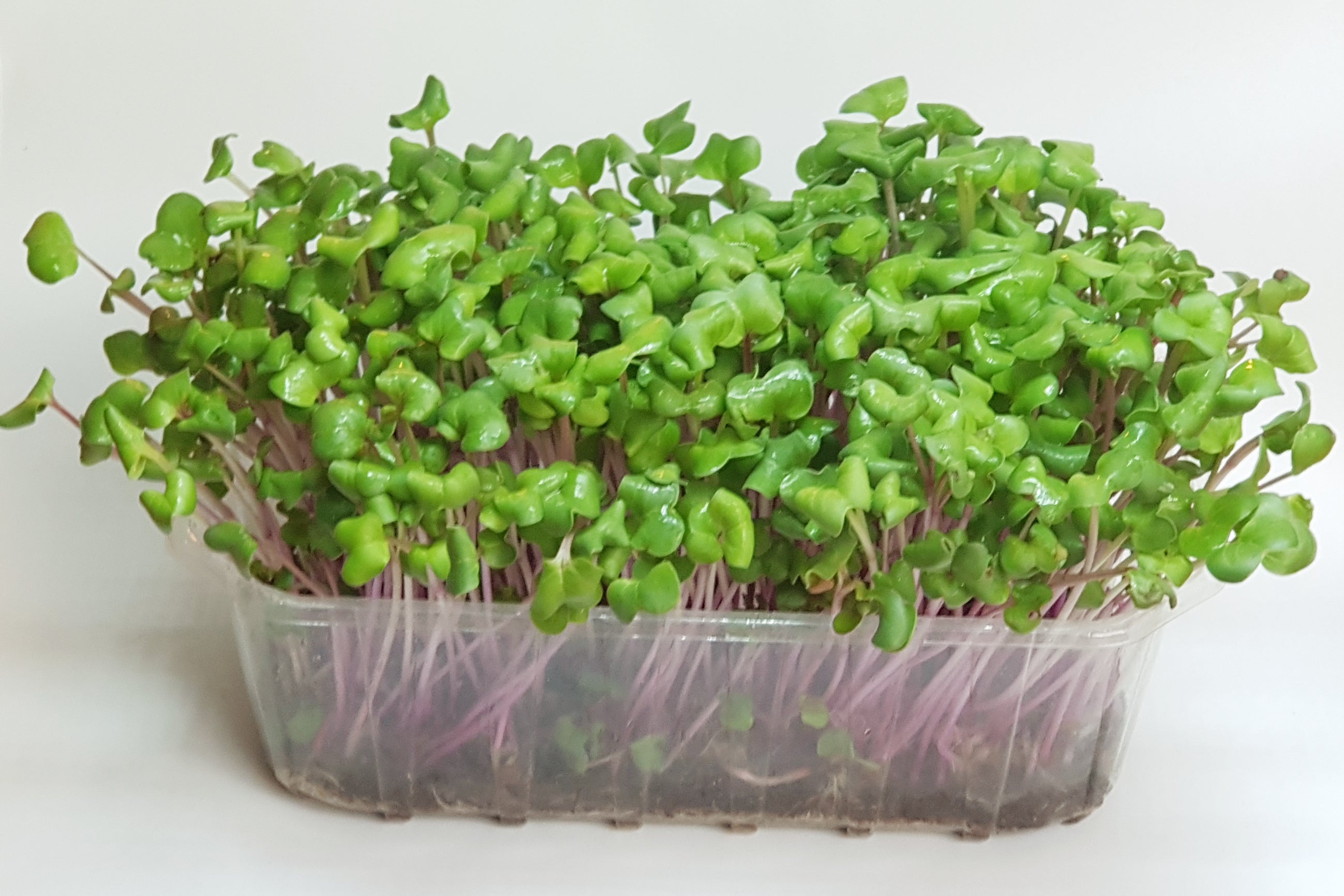 Mikroliście, microgreens