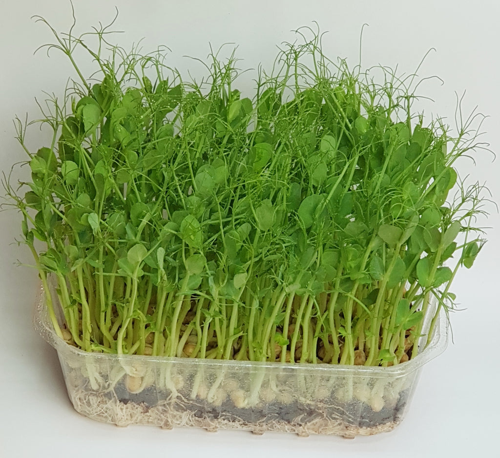 Mikroliście, microgreens
