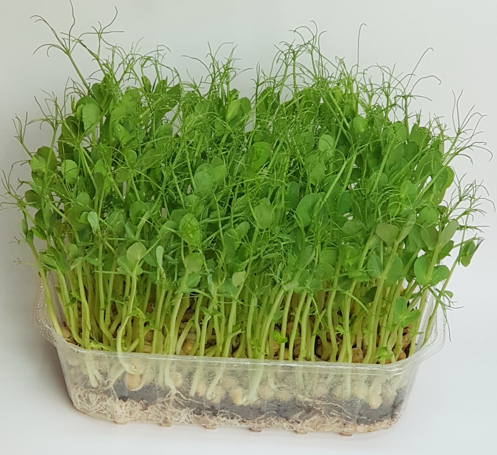 Mikroliście, microgreens