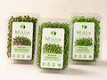 MikliX Fresh Balance