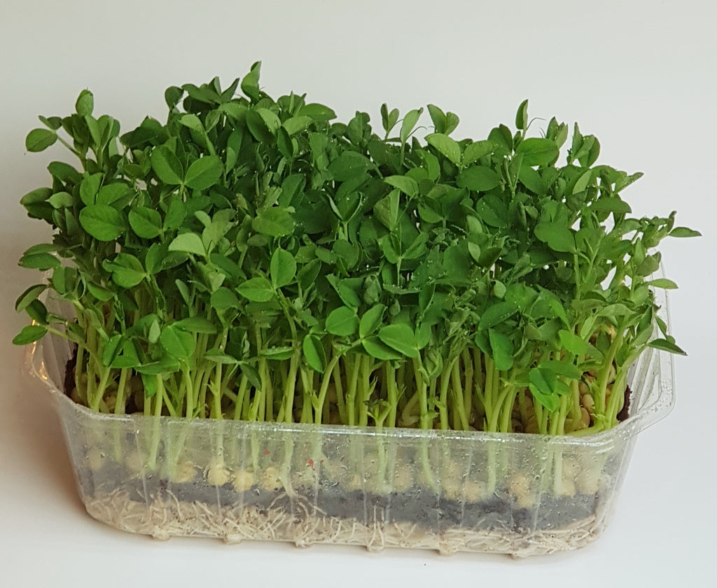 Mikroliście, microgreens