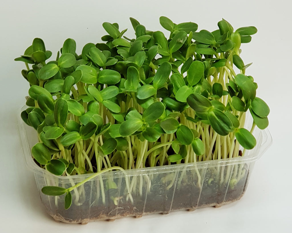 Mikroliście, microgreens