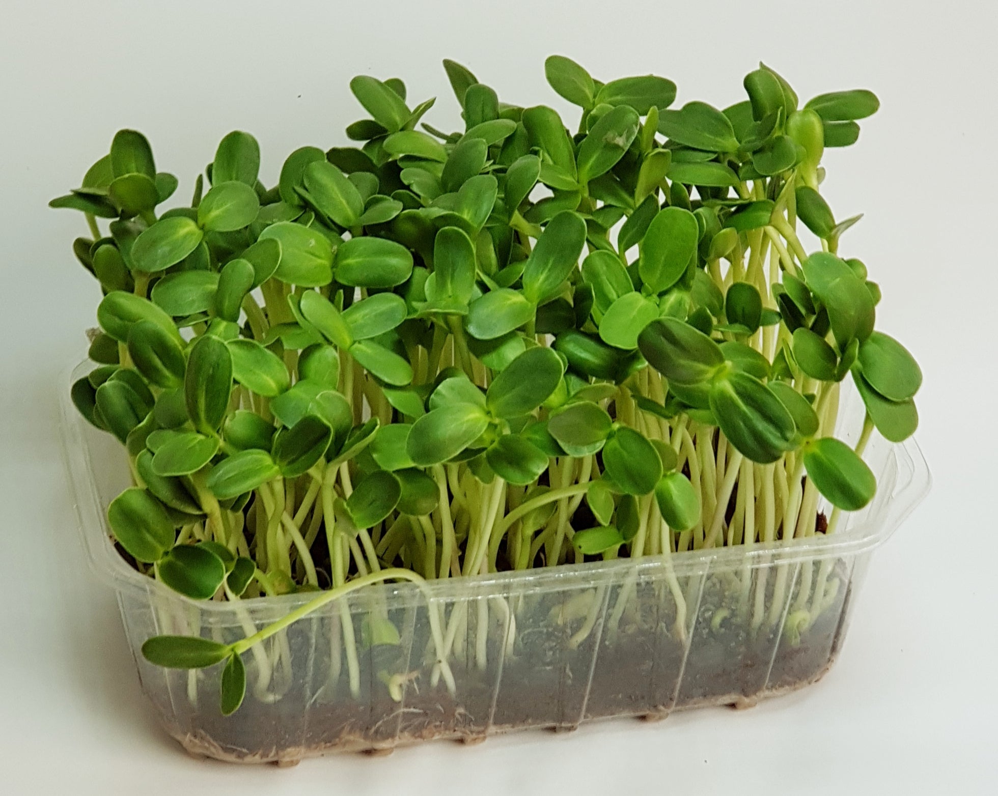 Mikroliście, microgreens