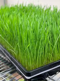 Wheatgrass zamrożony 30ml